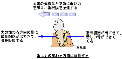 歯の動く原理