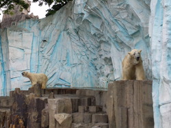 sirokuma.JPG
