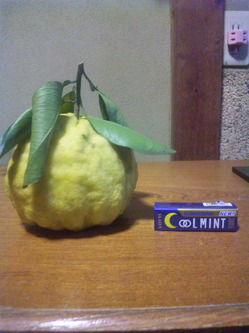 yuzu.JPG